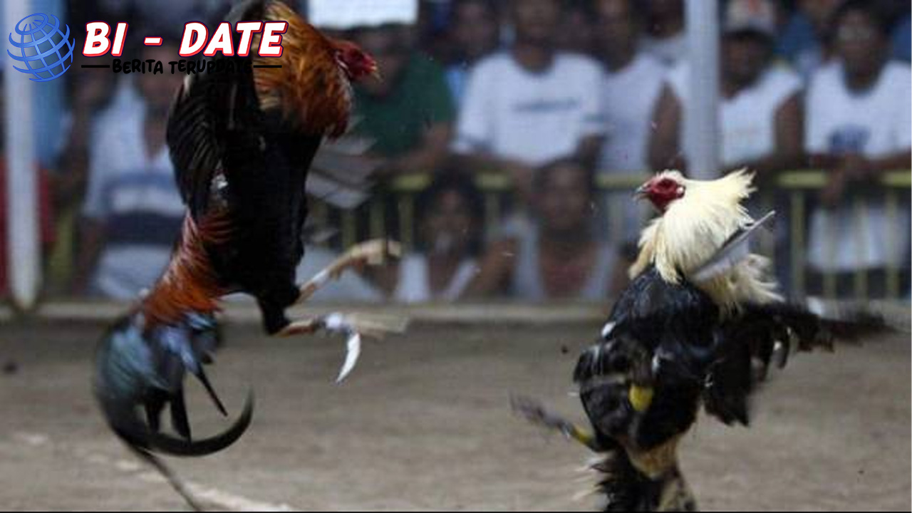 Sabung Ayam