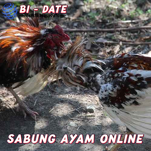 Sabung Ayam