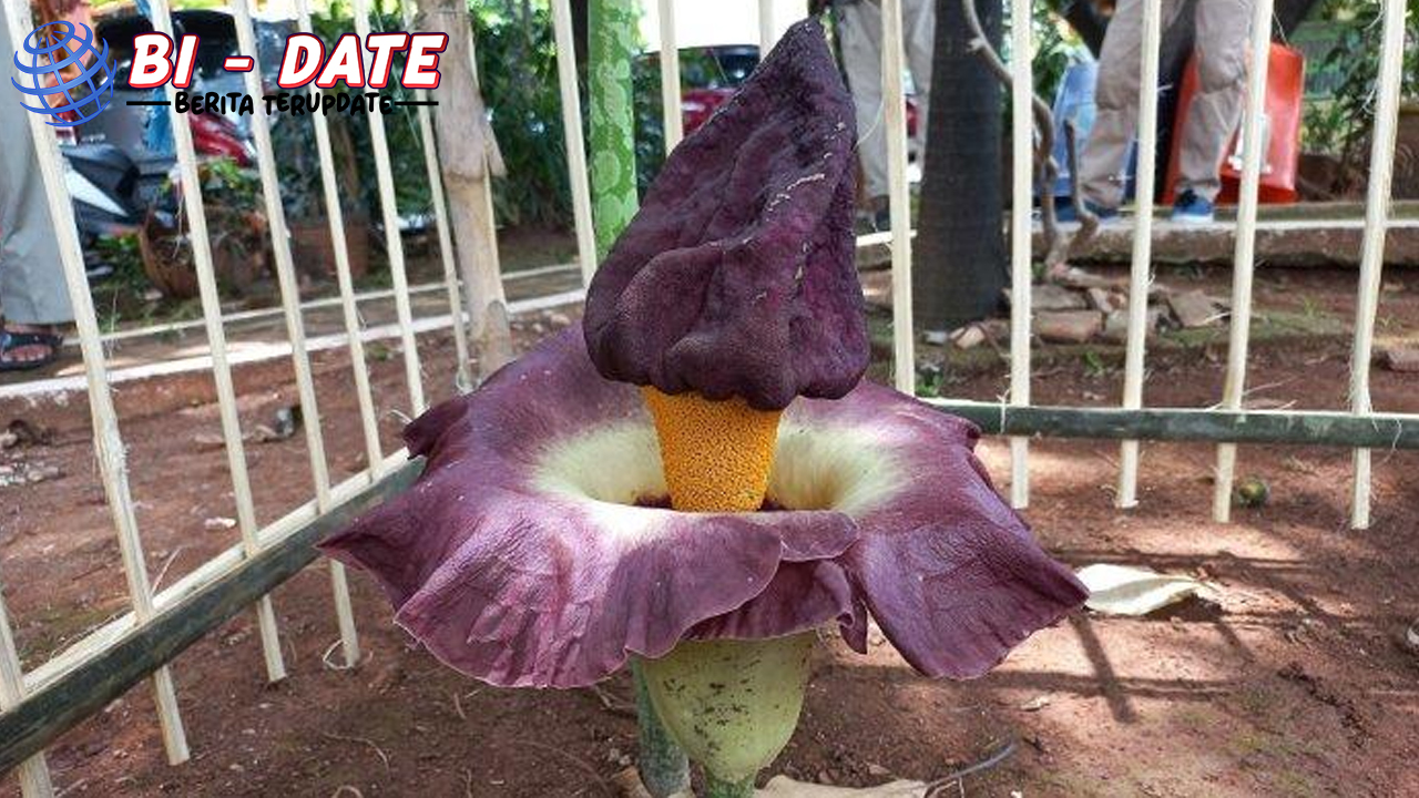 Bunga Bangkai: Pesona Bau Busuk yang Memikat Perhatian!