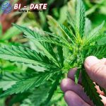 Pembakaran 20 Ton Ganja di Turki Bikin 25 Ribu Warga Teler!