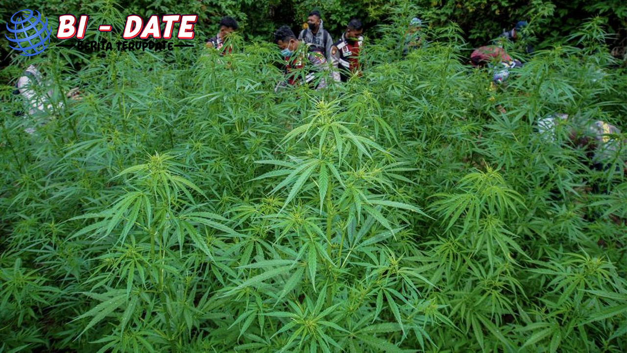Pembakaran 20 Ton Ganja di Turki Bikin 25 Ribu Warga Teler!