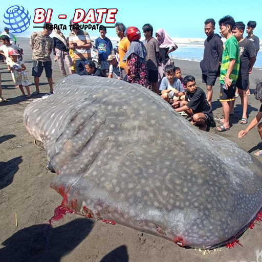 Hiu Tutul Raksasa Terdampar, Warga Cilacap Langsung Serbu!