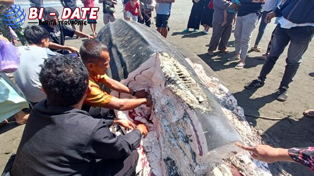 Hiu Tutul Raksasa Terdampar, Warga Cilacap Langsung Serbu!