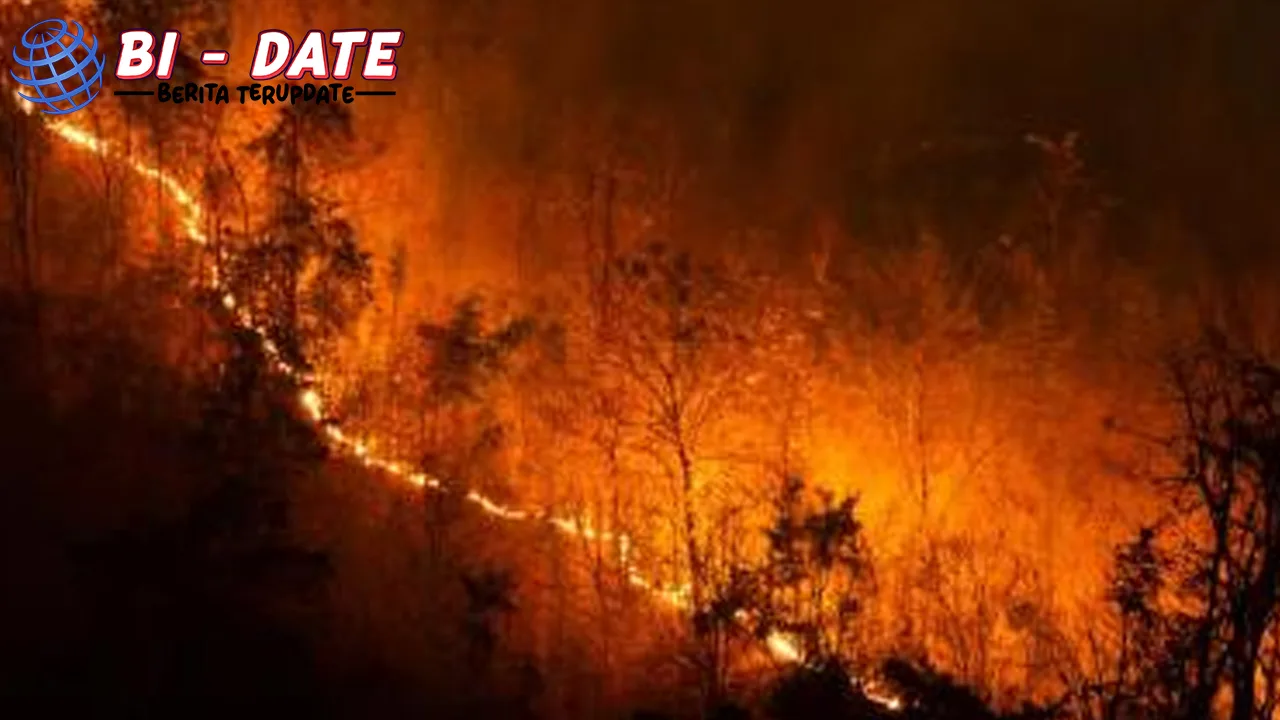 Api Liar di Rohil! 7HA Kebakar, Lahan Nyesel 100%