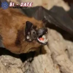 Nipah Jilid 2? Virus Kelelawar Baru Gegerkan Bangladesh!