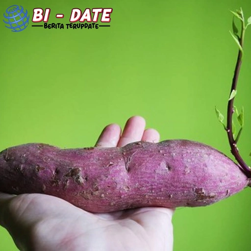 Ubi Ungu! Ini 4 Jenis Ubi Jalar Super Kaya Nutrisi